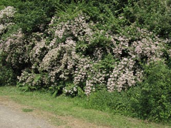 Kolkwitzia_amabilis_BOUemmingersee210511_ja01.jpg