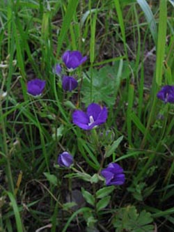 Legousia_speculum-veneris_BislicherInsel120610_ja02.jpg