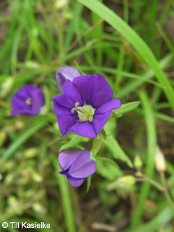 Legousia_speculum-veneris_Bislicherinsel120610_TK03.jpg