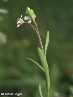 Lepidium_graminifolium_KrefeldHafen100911_ja02.jpg