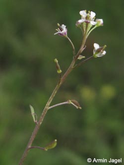 Lepidium_graminifolium_KrefeldHafen100911_ja04.jpg