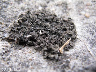 Leptogium_plicatile_KrefeldHafen100911_ja02.jpg