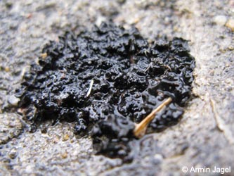 Leptogium_plicatile_KrefeldHafen100911_ja03.jpg