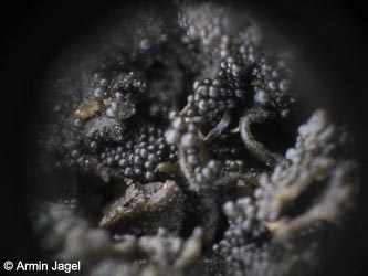 Leptogium_plicatile_KrefeldHafen100911_ja14.jpg