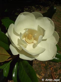 Magnolia_grandiflora_Gruga010706_ja05.jpg