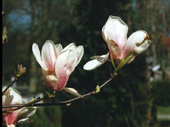 Magnolia_soulangiana_ja02.jpg
