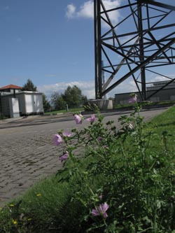 Malva_alcea_EStadthafen070811_ja02.jpg