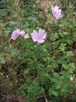 Malva_moschata_Stadthafen_Essen_070811_TK80.jpg