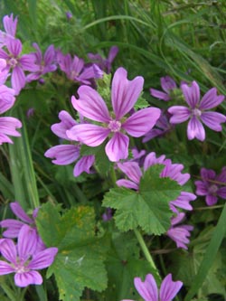 Malva_sylvestris_Stadthafen_Essen_070811_TK94.jpg