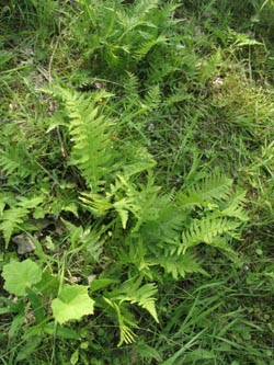 Matteuccia_struthiopteris_BOUemmingersee210511_ja01.jpg