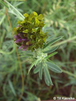 Medicago_varia_Bislicherinsel120610_TK02.jpg