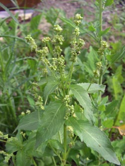 Mercurialis_annua_Stadthafen_Essen_070811_TK90.jpg