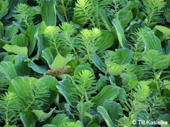 Myriophyllum_brasiliense_Pistia_stratiotes_Grevenbroich_Erft_290815_TK152.jpg