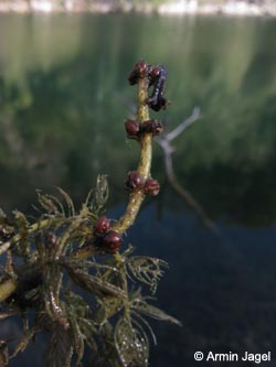Myriophyllum_spicatum_MHRauen101010_ja01.jpg