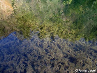 Myriophyllum_spicatum_MHRauen101010_ja02.jpg