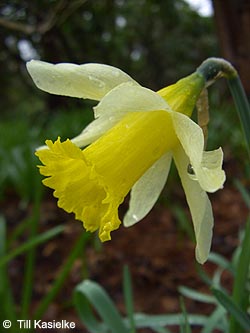 Narcissus_bicolor_BGBO250309_TK02.jpg