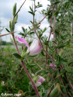 Ononis_BislicherInsel120610_ja02.jpg