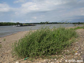 Ononis_BislicherInsel120610_ja05.jpg