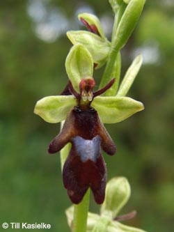 Ophrys_insectifera_Hoenselberg_100612_TK30.jpg