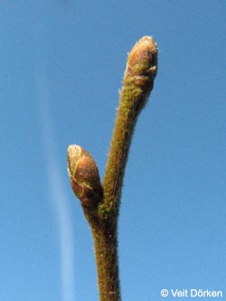 Ostrya_carpinifolia_250109_VD01.jpg