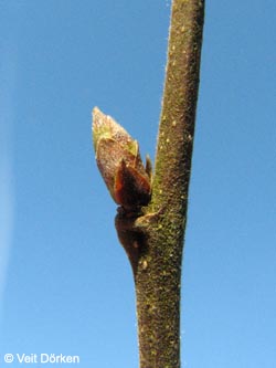 Ostrya_carpinifolia_250109_VD02.jpg