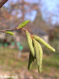 Ostrya_carpinifolia_BGBN_ja02.jpg