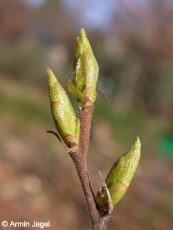 Ostrya_carpinifolia_BGBN_ja04.jpg