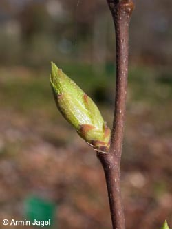 Ostrya_carpinifolia_BGBN_ja05.jpg