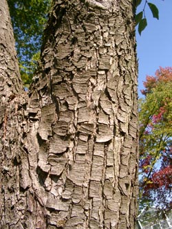 Ostrya_carpinifolia_Rinde_VD08.jpg