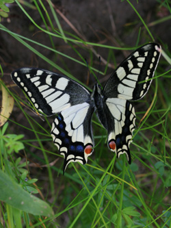 Papilio_machaon_DU_190510_CB.jpg