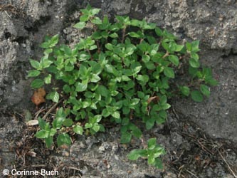 Parietaria_judaica_KrefeldHafen_100911_CB96.jpg