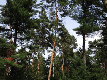 Pinus_sylvestris_Flaesheim_Haard_150717_TK152.jpg