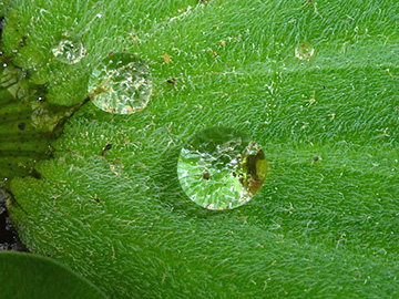 Pistia_stratiotes_211015_ho01.jpg