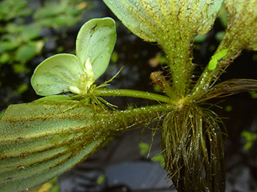 Pistia_stratiotes_211015_ho02.jpg