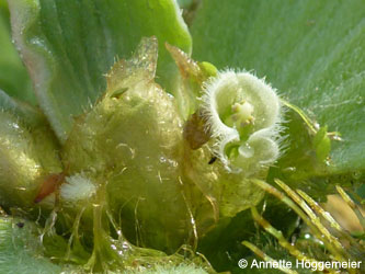 Pistia_stratiotes_Bluete_Grevenbroich_Erft_290815_ho02.jpg