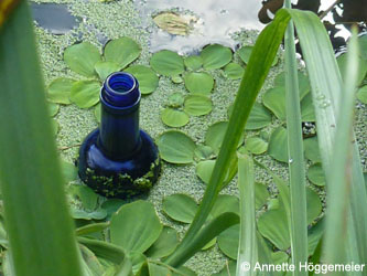 Pistia_stratiotes_Flasche_Grevenbroich_Erft_290815_ho01.jpg