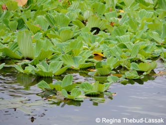 Pistia_stratiotes_Grevenbroich251013_RTL01%20Kopie.jpg