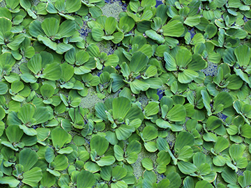 Pistia_stratiotes_Grevenbroich_Erft_290815_CB03.jpg