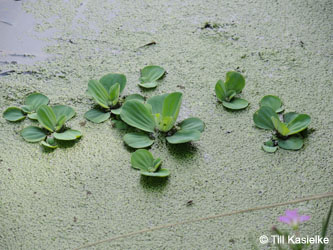 Pistia_stratiotes_Grevenbroich_Erft_290815_TK29.jpg