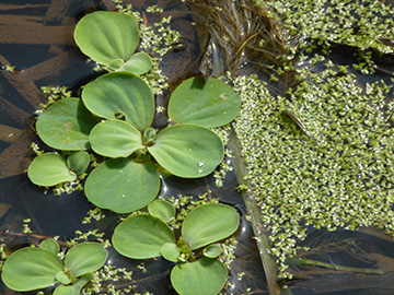 Pistia_stratiotes_Grevenbroich_Erft_290815_ho04.jpg