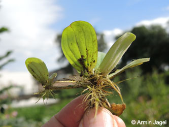 Pistia_stratiotes_Grevenbroich_Erft_290815_ja02.jpg