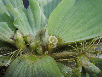 Pistia_stratiotes_Grevenbroich_Erft_290815_ja12.jpg