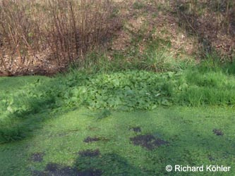 Pistia_stratiotes_HerneHiberniagraben060314_RKoehler.jpg