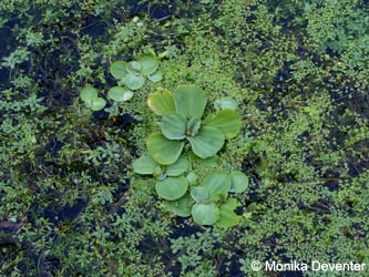 Pistia_stratiotes_Niers_240813_MDeventer01.jpg