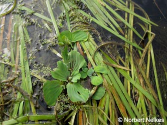 Pistia_stratiotes_Niers_Oedt_210813_NNeikes01.jpg