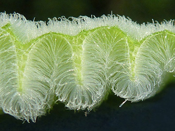 Pistia_stratiotes_Querschnitt_041111_ho01.jpg