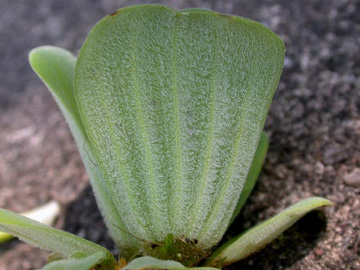 Pistia_stratiotes_ho02.jpg