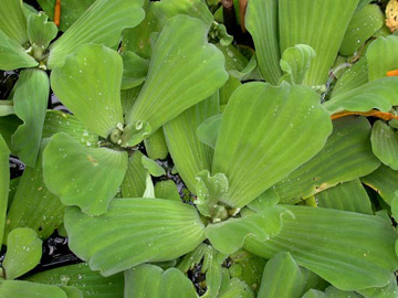 Pistia_stratiotes_ho07.jpg