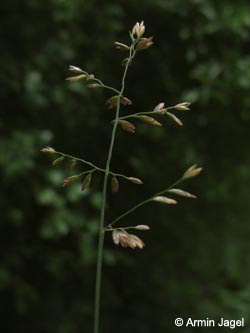Poa_compressa_WITBommern130709_ja03.jpg