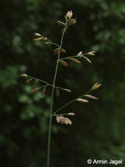 Poa_compressa_WITBommern130709_ja03.jpg